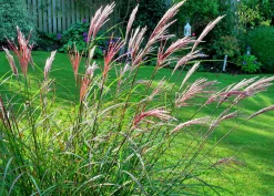 Japanskt gräs Glansmiskantus 'Red Chief' 2L>Omnia garden Sale