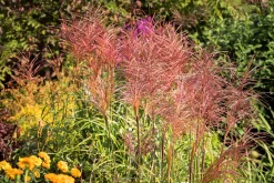 Japanskt gräs Glansmiskantus 'Red Chief' 2L>Omnia garden Sale