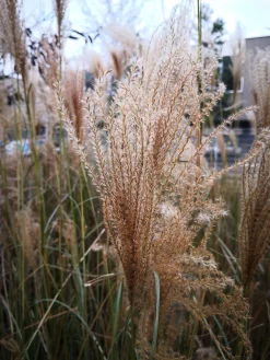 Japanskt gräs Glansmiskantus 'Kleine Fontäne' 2L>Omnia garden Sale