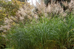 Japanskt gräs Glansmiskantus 'Silberfeder' 2L>Omnia garden Online