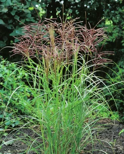 Japanskt gräs Glansmiskantus 'Ferner Osten' 2L>Omnia garden Best
