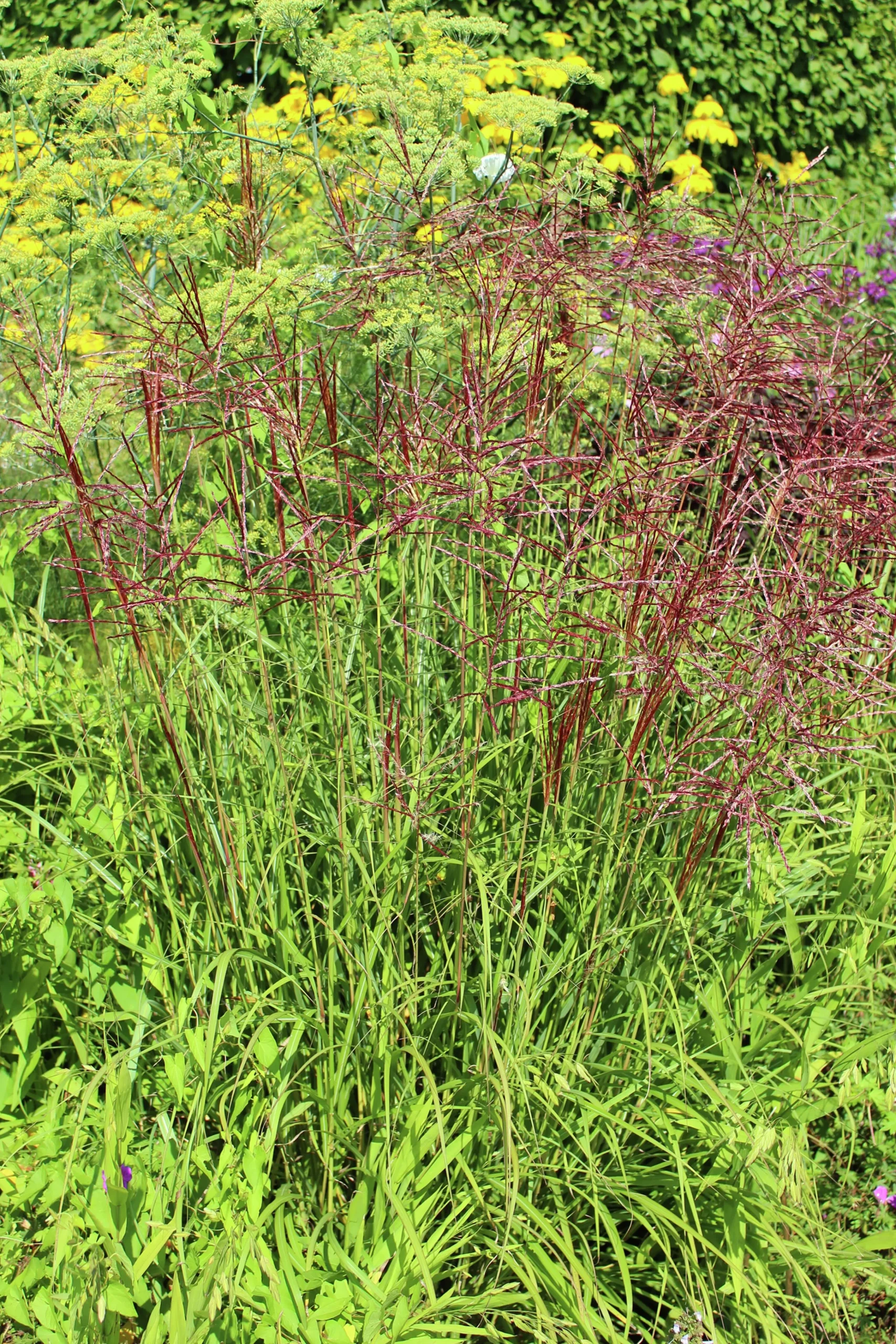 Japanskt gräs Glansmiskantus 'Ferner Osten' 2L>Omnia garden Best