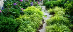 Japanskt brokigt Hakonegräs 'Auereola' 2L>Omnia garden Best