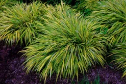 Japanskt brokigt Hakonegräs 'Auereola' 2L>Omnia garden Best