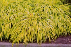 Japanskt brokigt Hakonegräs 'Auereola' 2L><noscript><img width=