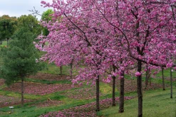 Japanskt prydnadskörsbär 'Kanzan'>Omnia garden Hot