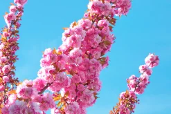 Japanskt prydnadskörsbär 'Kanzan'><noscript><img width=