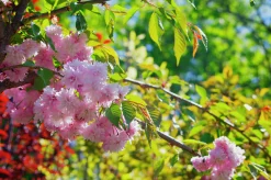 Japanskt prydnadskörsbär 'Kiku-Shidare-Zakura'>Omnia garden Online