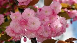Japanskt prydnadskörsbär 'Kiku-Shidare-Zakura'><noscript><img width=