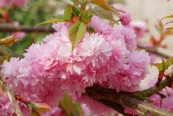 Japanskt prydnadskörsbär 'Kiku-Shidare-Zakura'><noscript><img width=