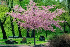 Japanskt prydnadsträd Bergkörsbär>Omnia garden Discount