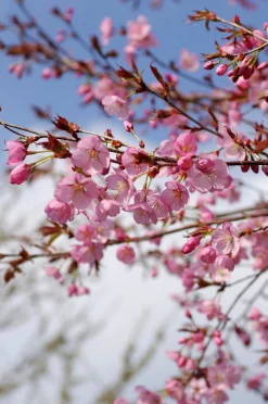 Japanskt prydnadsträd Bergkörsbär><noscript><img width=