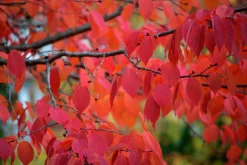 Japanskt prydnadsträd Bergkörsbär><noscript><img width=