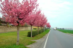 Japanskt prydnadsträd Bergkörsbär><noscript><img width=