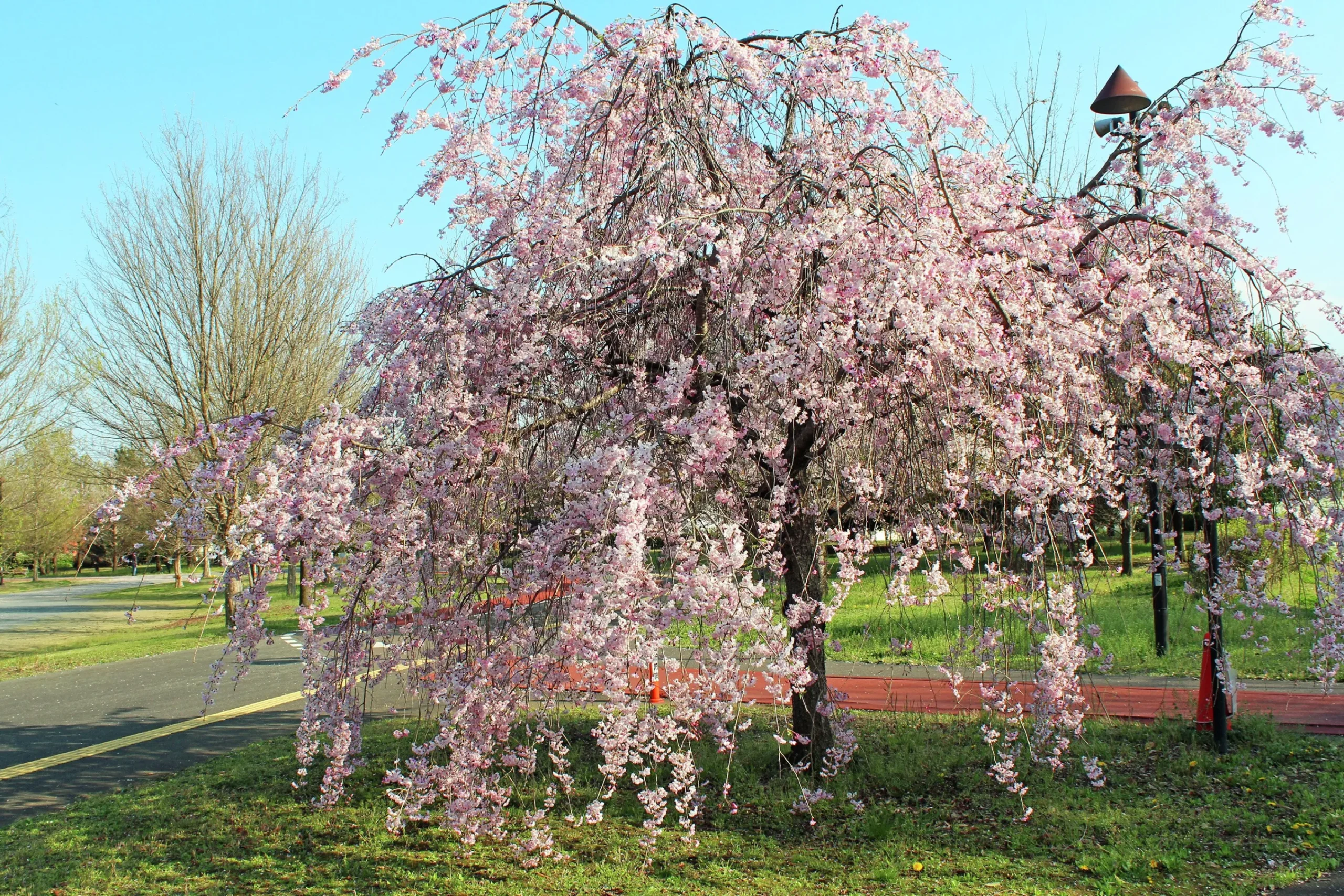 Japanskt Tårkörsbär 'Beni-shidare'>Omnia garden