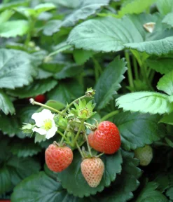 Jordgubbar lat. Fragaria x ananassa 6-p>Mäster Grön