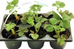Jordgubbar lat. Fragaria x ananassa 6-p><noscript><img width=