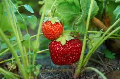 Jordgubbe 'Malwina'>Omnia garden New