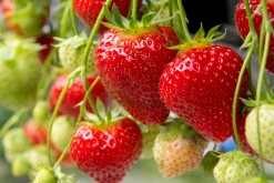 Jordgubbe 'Polka'>Omnia garden Sale