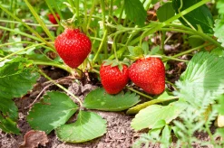 Jordgubbe 'Sonata'>Omnia garden Hot