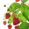 Jordgubb lat. Fragaria x ananassa Ampel>Mäster Grön Best