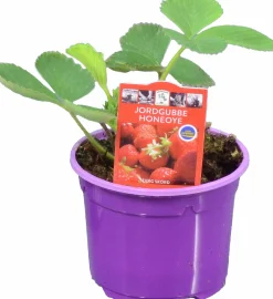 Jordgubbsplanta lat. Fragaria x ananassa 'Merlan'><noscript><img width=