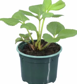 Jordgubbsplanta lat. Fragaria x ananassa 'Merlan'><noscript><img width=