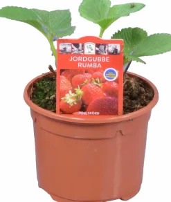 Jordgubbsplanta lat. Fragaria x ananassa 'Merlan'><noscript><img width=