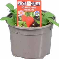 Jordgubbsplanta lat. Fragaria x ananassa 'Merlan'><noscript><img width=