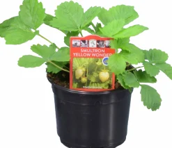 Jordgubbsplanta lat. Fragaria x ananassa 'Merlan'><noscript><img width=