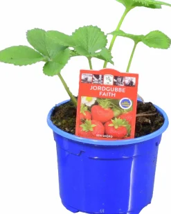 Jordgubbsplanta lat. Fragaria x ananassa 'Merlan'><noscript><img width=