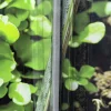 Jordtermometer PlantStart>Nelson Garden