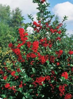 Järnek 'Blue Princess' Krukodlad>Omnia garden Hot