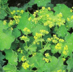 Jättedaggkåpa 2L>Omnia garden Sale