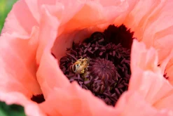Jättevallmo 'Prinzessin Viktoria Louise'>Omnia garden Best