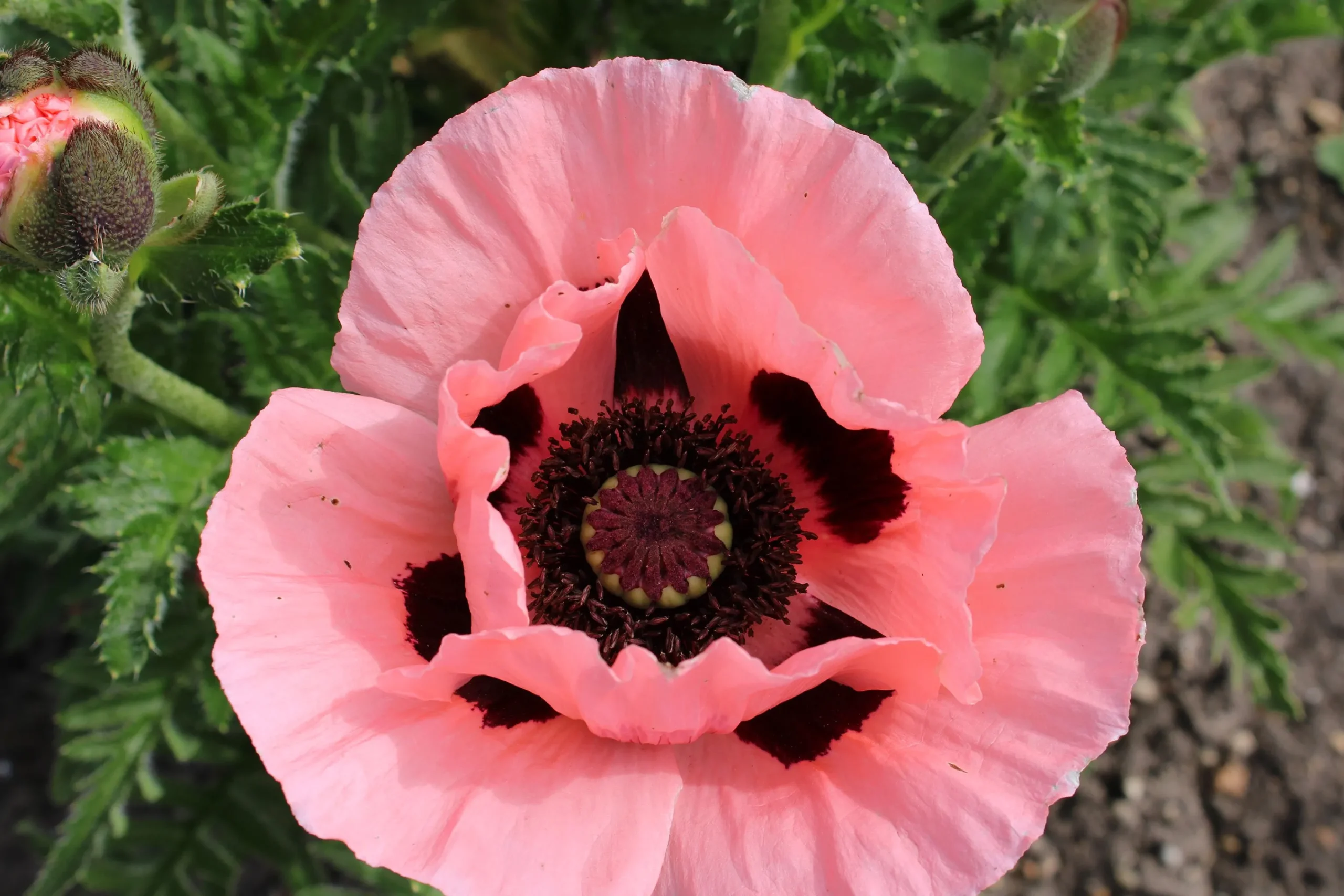 Jättevallmo 'Prinzessin Viktoria Louise'>Omnia garden Best