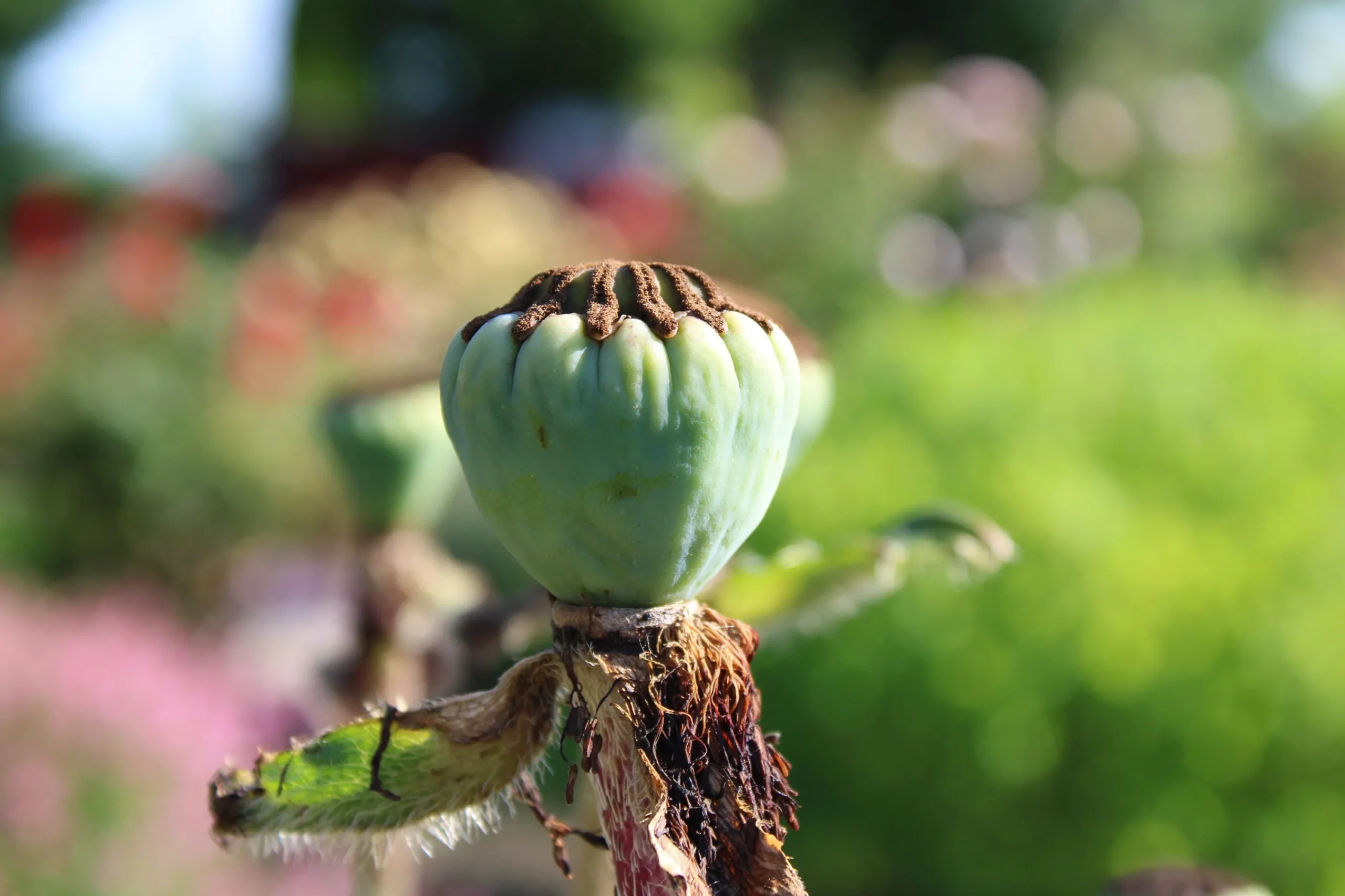 Jättevallmo 'Prinzessin Viktoria Louise'>Omnia garden Best