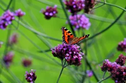 Jätteverbena><noscript><img width=