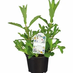 Jätteverbena lat. Verbena bonariensis 'Purple Tower'>Mäster Grön Discount