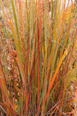 Jungfruhirs Prydnadshirs 'Northwind' 2L>Omnia garden