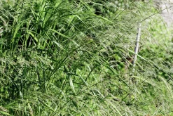 Jungfruhirs Prydnadshirs 'Northwind' 2L><noscript><img width=