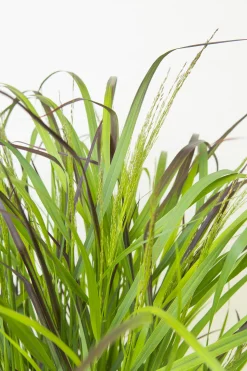 Jungfruhirs 'Squaw' 2L>Omnia garden Online