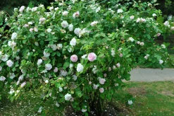 Jungfruros 'Maidens Blush' Barrotad><noscript><img width=