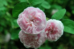 Jungfruros 'Maidens Blush' Barrotad><noscript><img width=