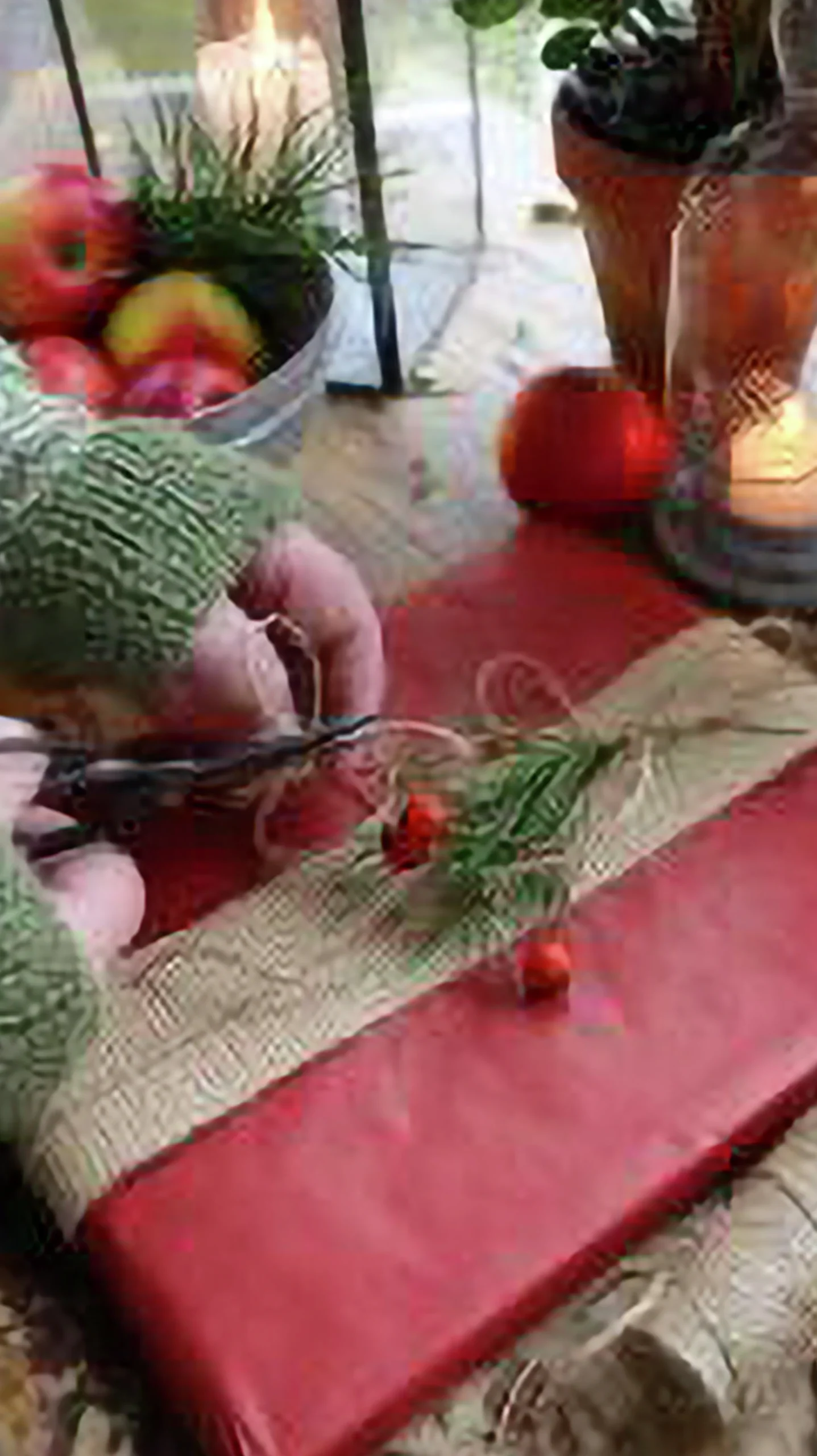 Jutesnöre Natur 200m>Nelson Garden Online