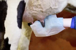 Juverdukar Biocell fuktade 2 rullar à 600 ark>DeLaval