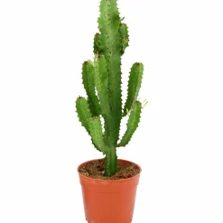 Kaktus HighChaparall lat. Euphorbia canariensis 'Tetra' 65cm>Mäster Grön Discount