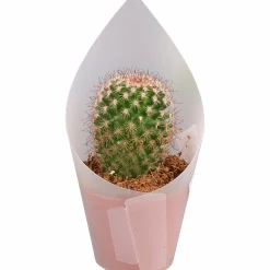 Kaktus Mix i 8,5cm kruka>Mäster Grön Clearance