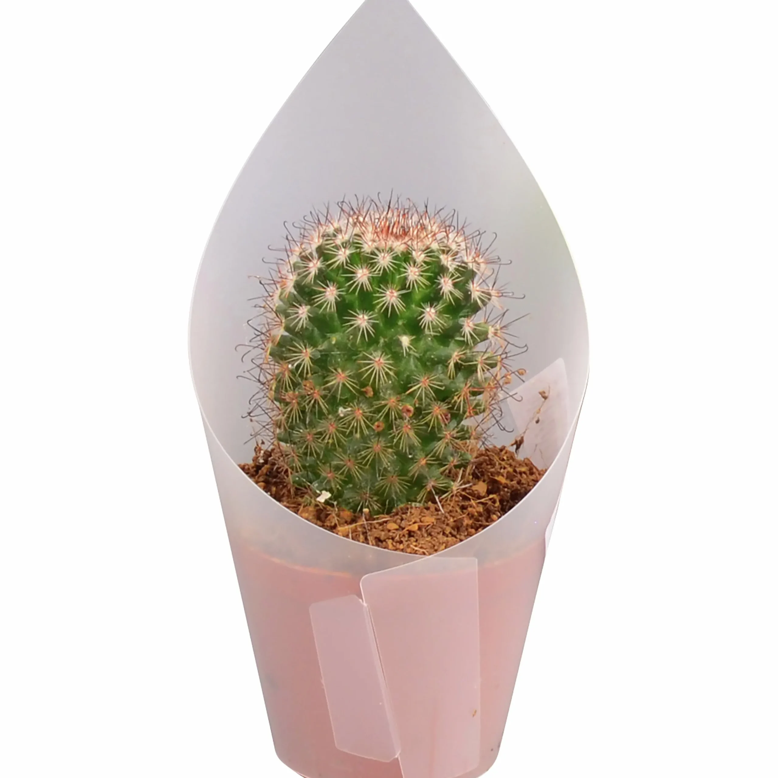 Kaktus Mix i 8,5cm kruka>Mäster Grön Clearance