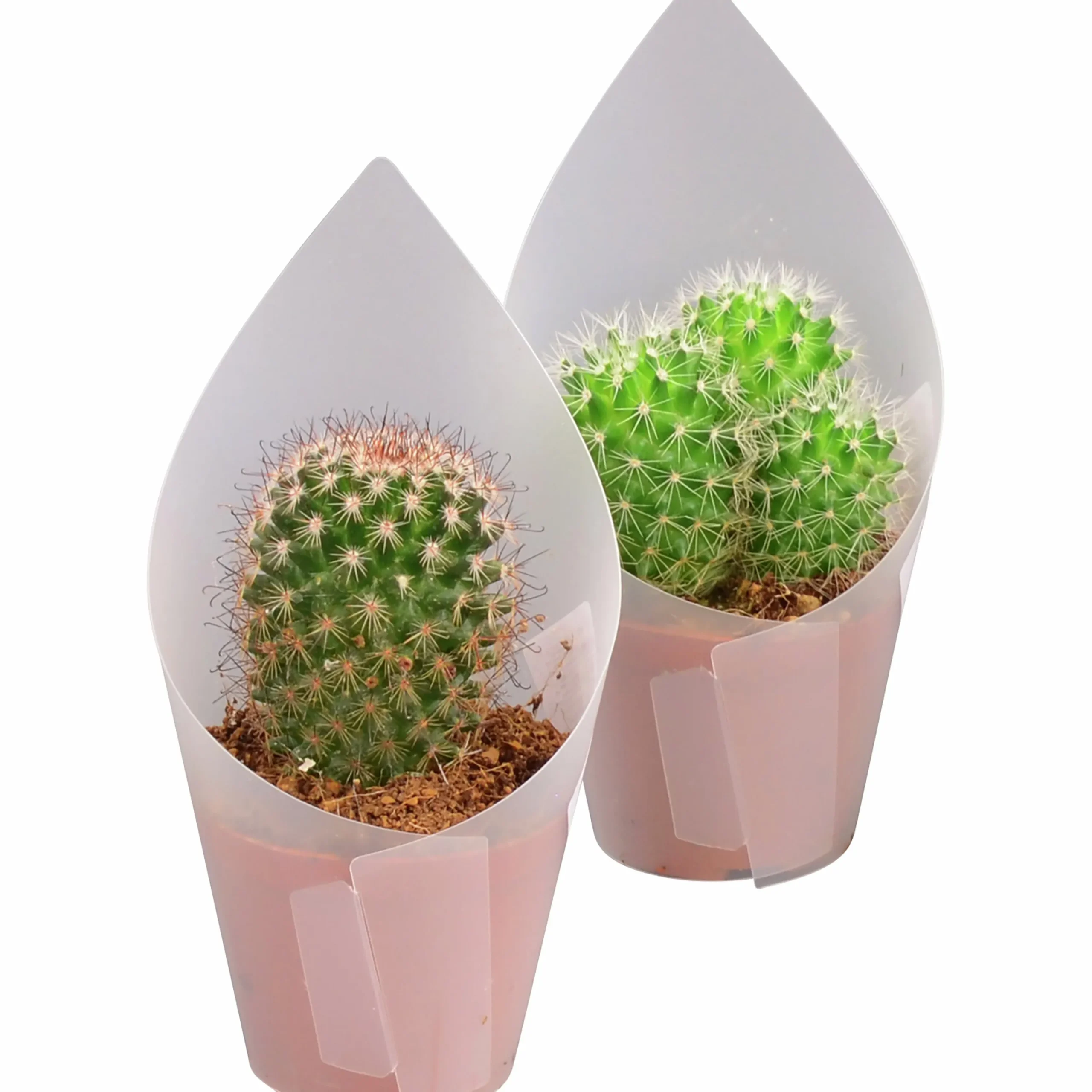 Kaktus Mix i 8,5cm kruka>Mäster Grön Clearance